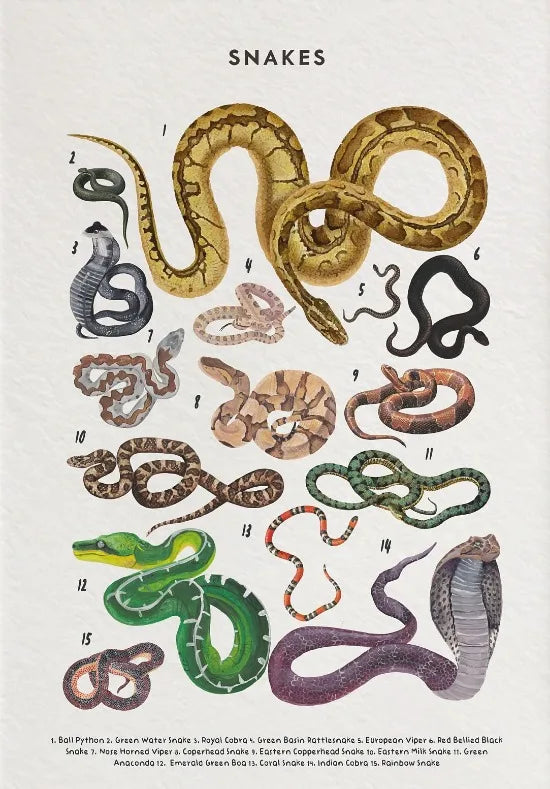 Nature Study Collection - Canvas & Curio