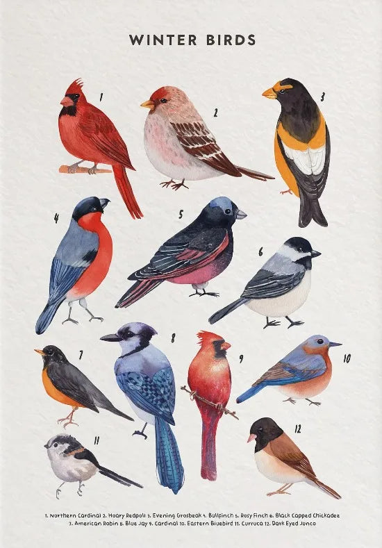 Nature Study Collection - Canvas & Curio