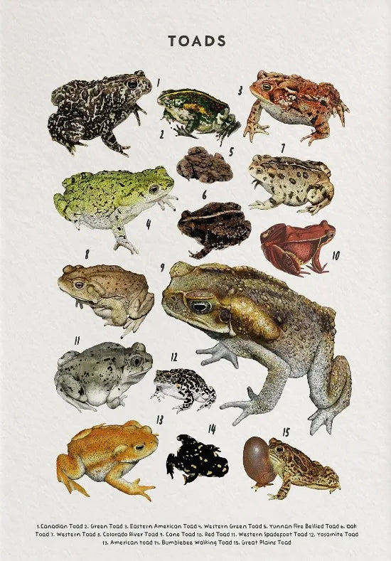 Nature Study Collection - Canvas & Curio