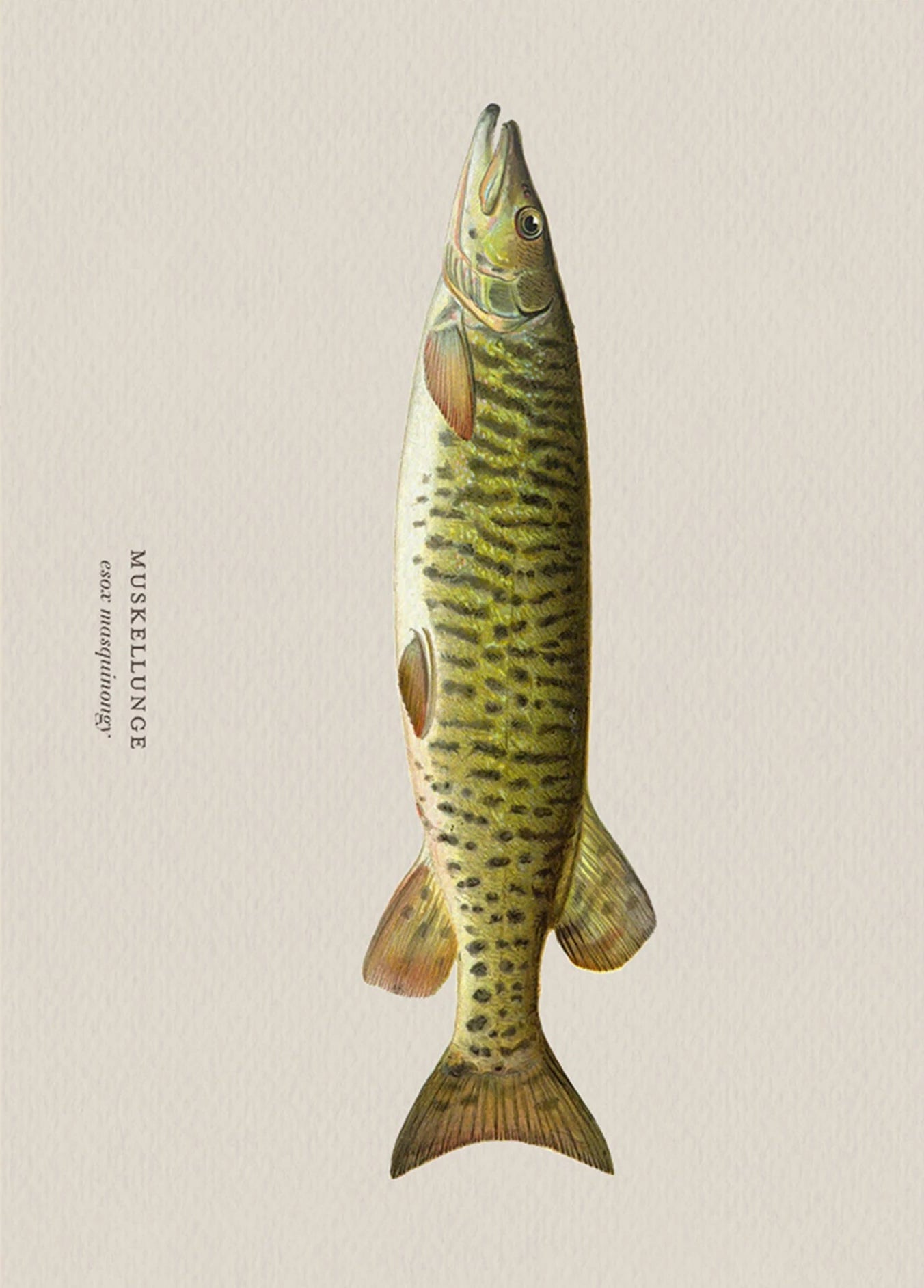 Illustration of a muskellunge fish on a beige background