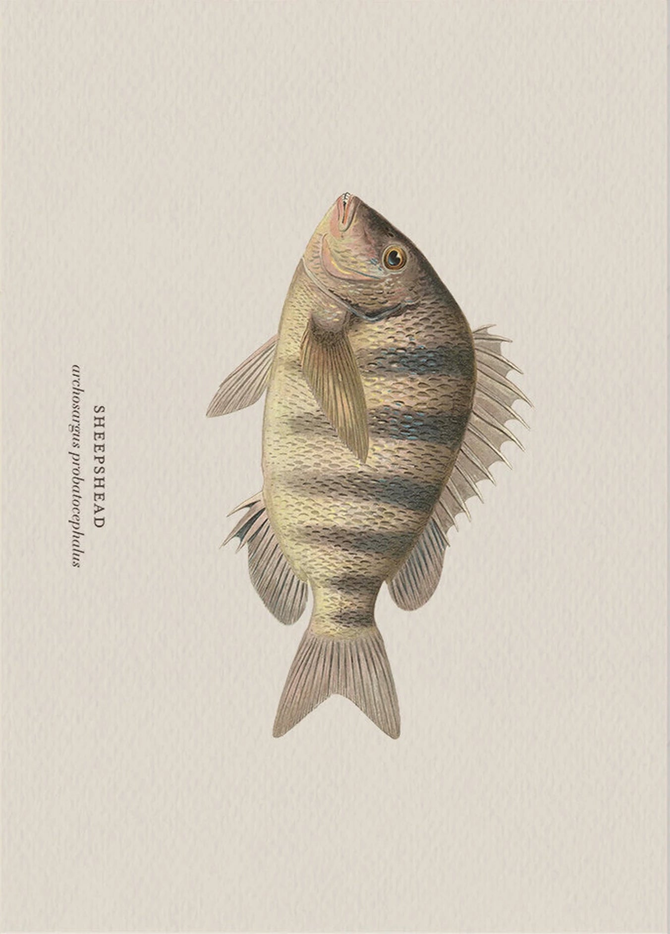 Illustration of a sheephead fish on a beige background