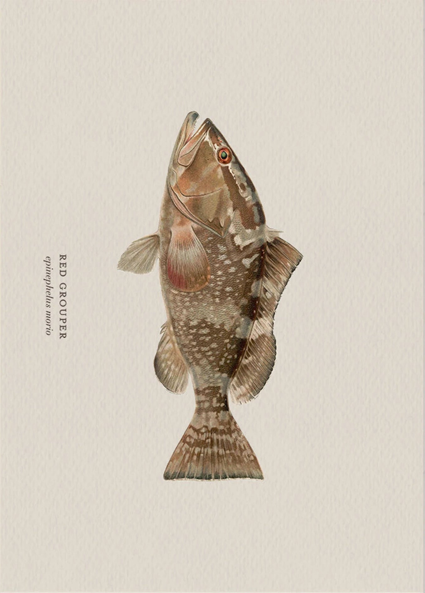 Illustration of a red grouper fish on a beige background