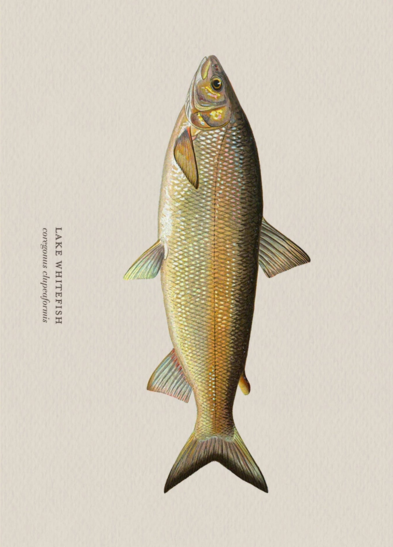 Illustration of a lake whitefish on a beige background