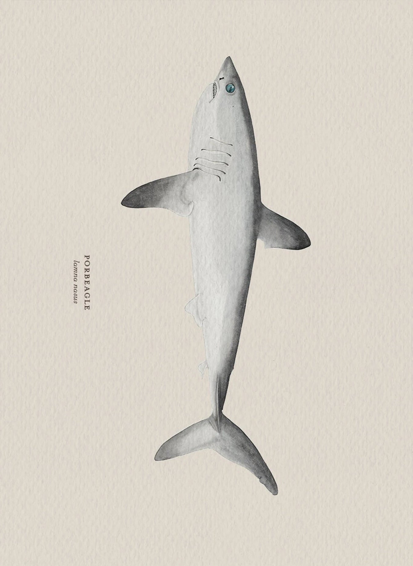 Illustration of a porbeagle shark on a beige background