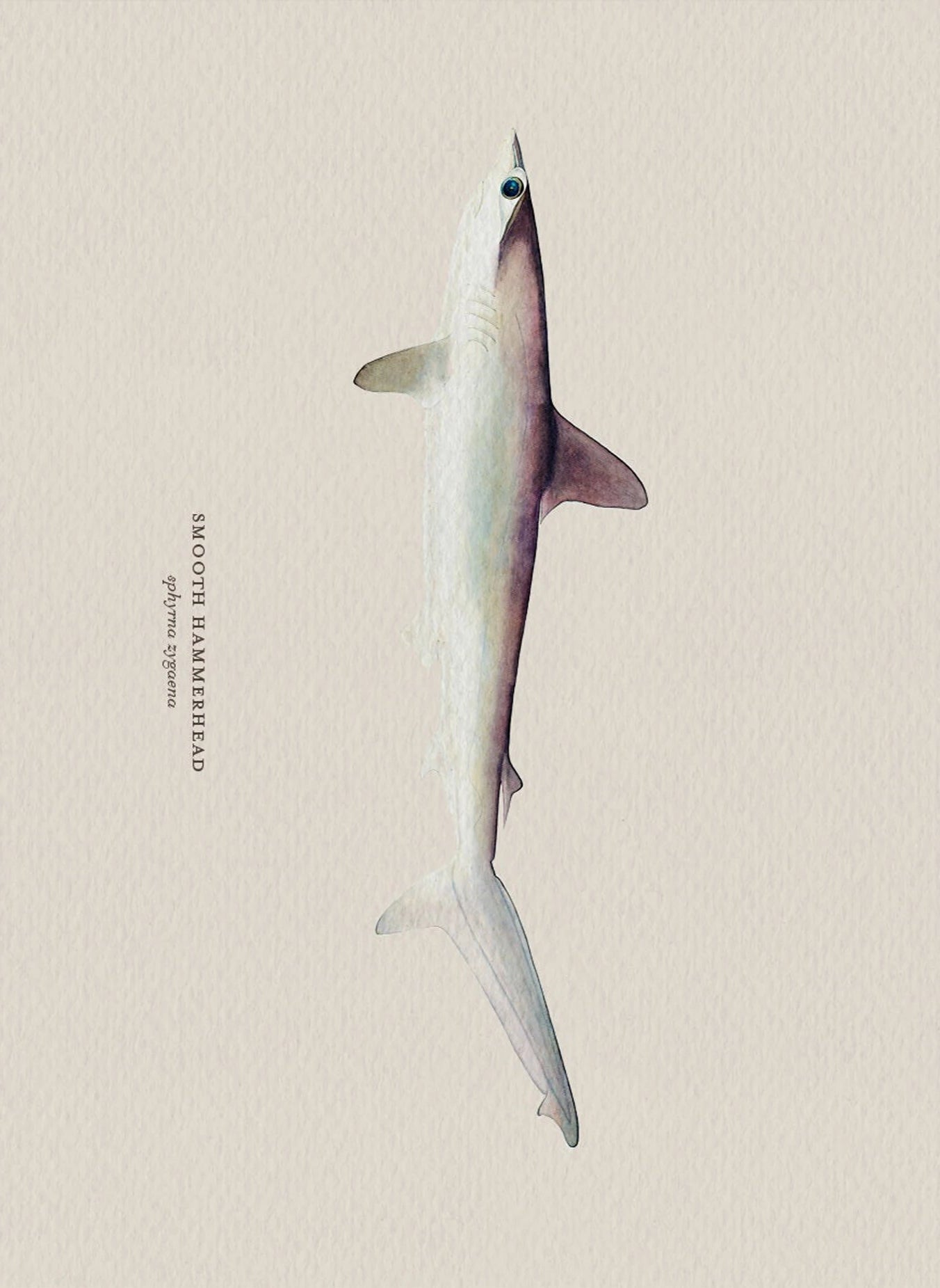 Illustration of a smooth hammerhead shark on a beige background