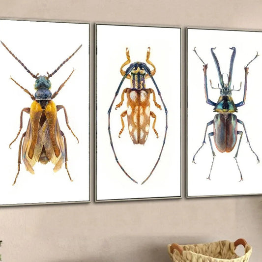Three framed insect artworks on a wall with a plant in the corner. Canvas & Curio