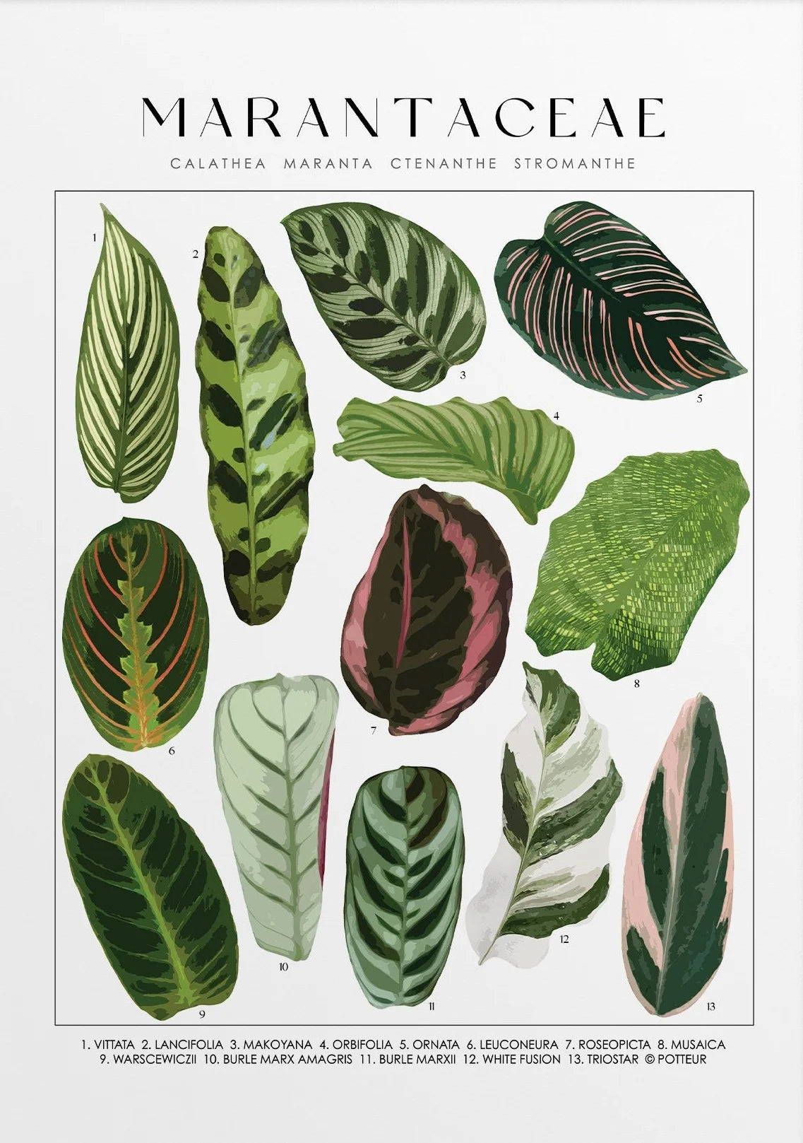 Illustration of various marantaceae leaves with labels on a white background