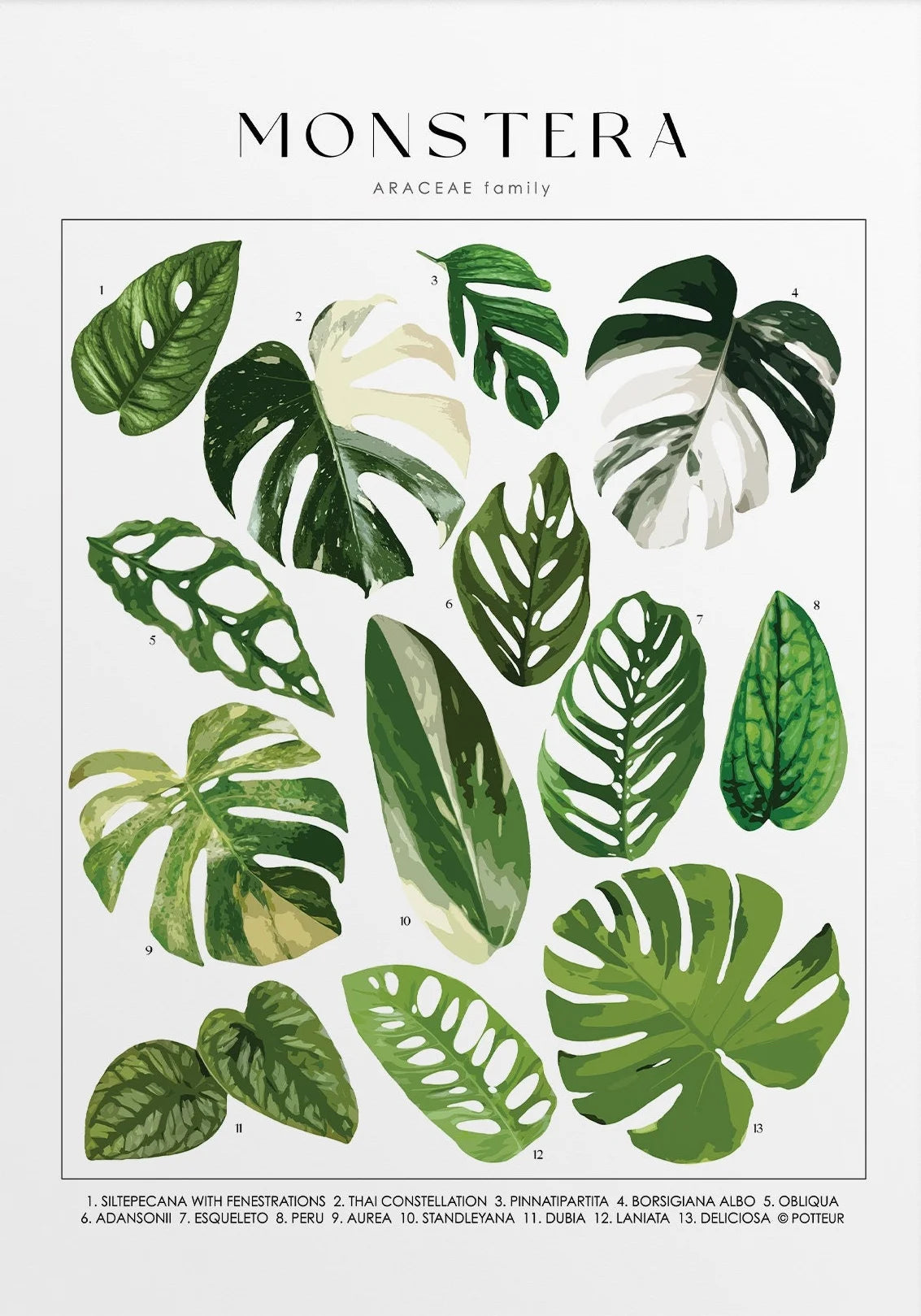 Illustration of monstera leaves with text indicating the plant family on a white background.