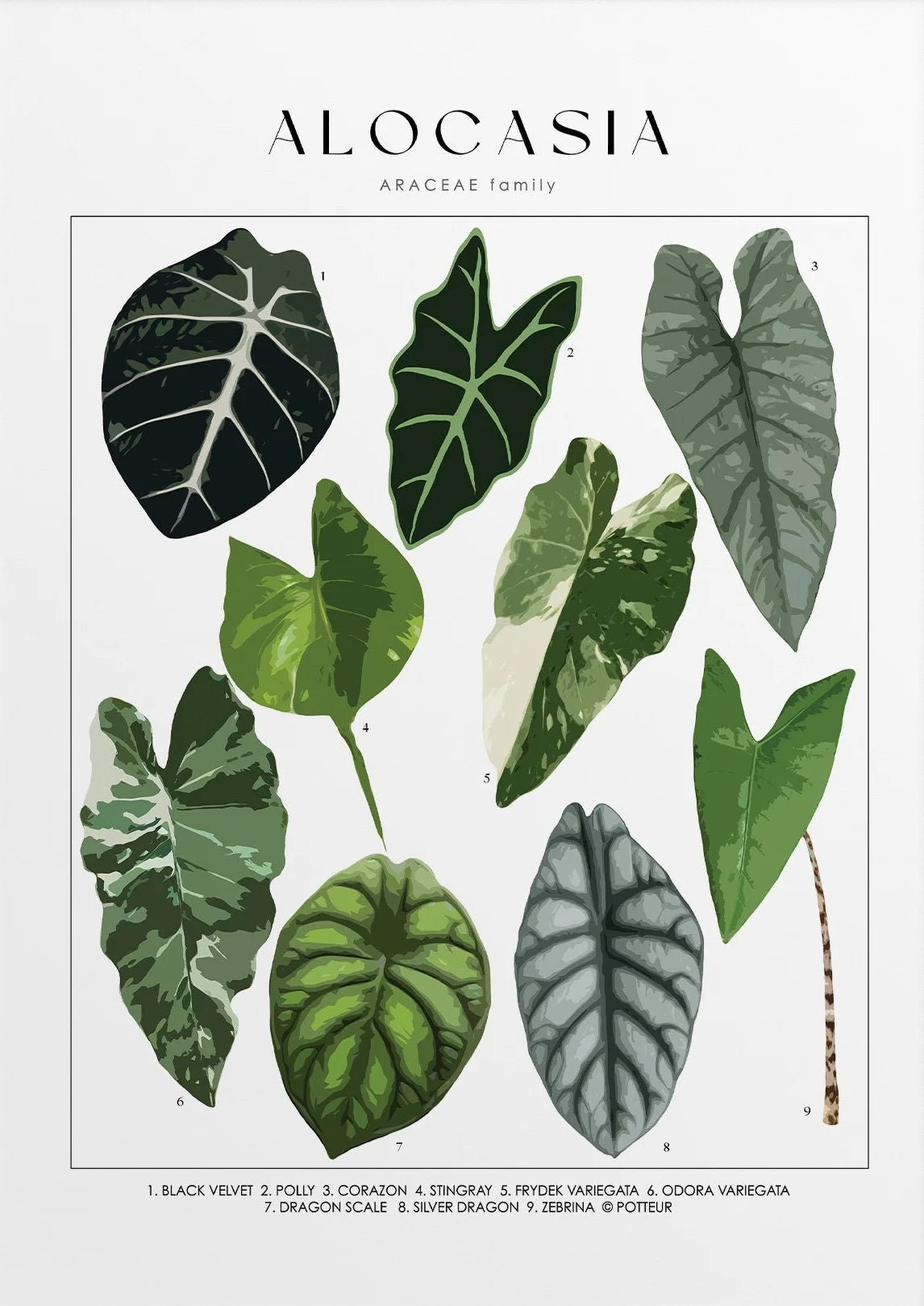 Illustration of various Alocasia leaves with labels on a white background