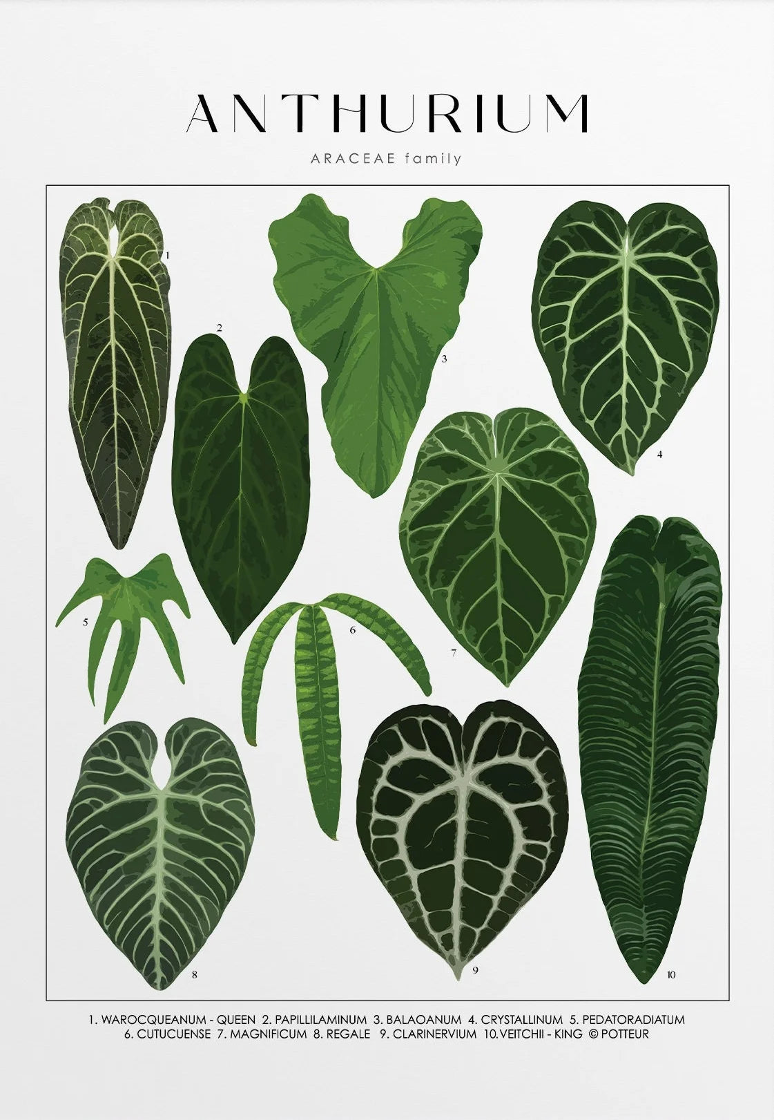 Illustration of various anthurium leaves on a white background