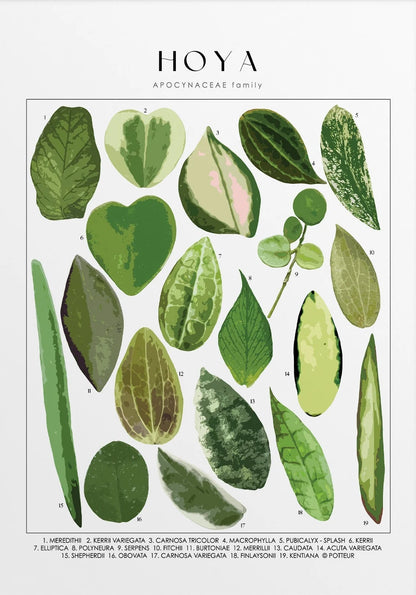 Illustration of various hoya plant leaves on a white background with 'HOYA' at the top.