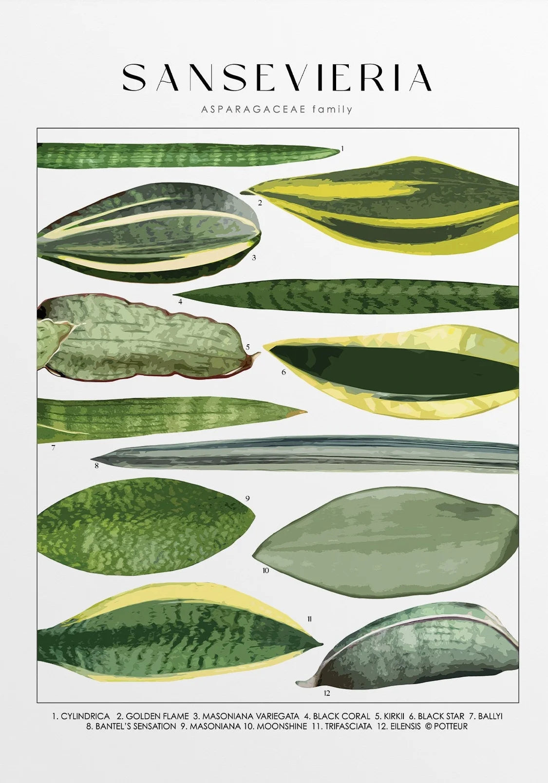 Illustration of various Sansevieria leaf shapes and colors on a white background.