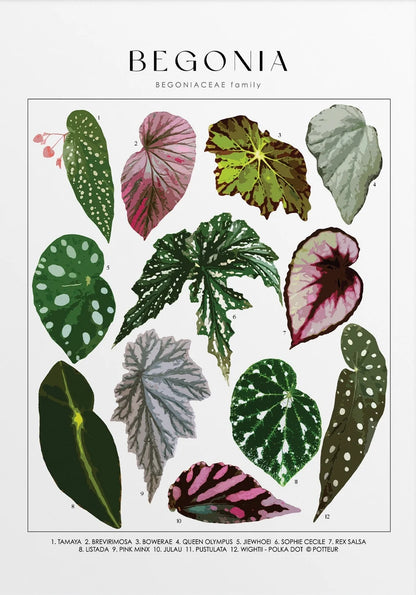 Illustration of various begonia leaves with a white background