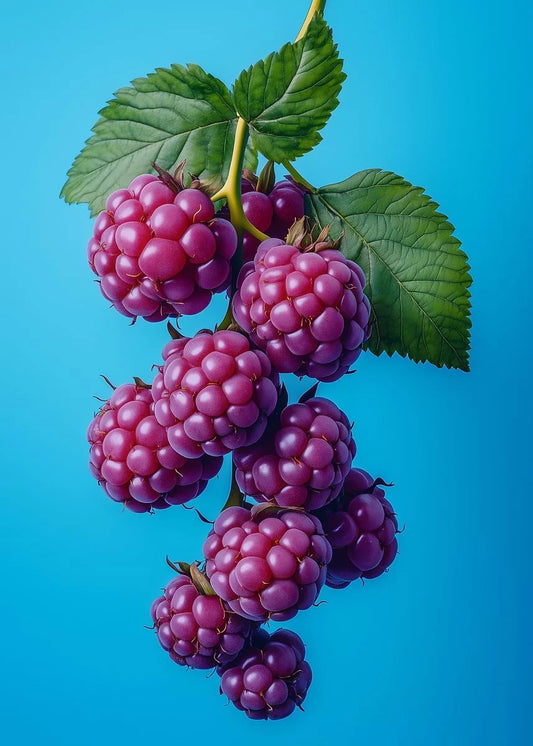 Delicious Fruit Collection II - Canvas & Curio Canvas & Curio