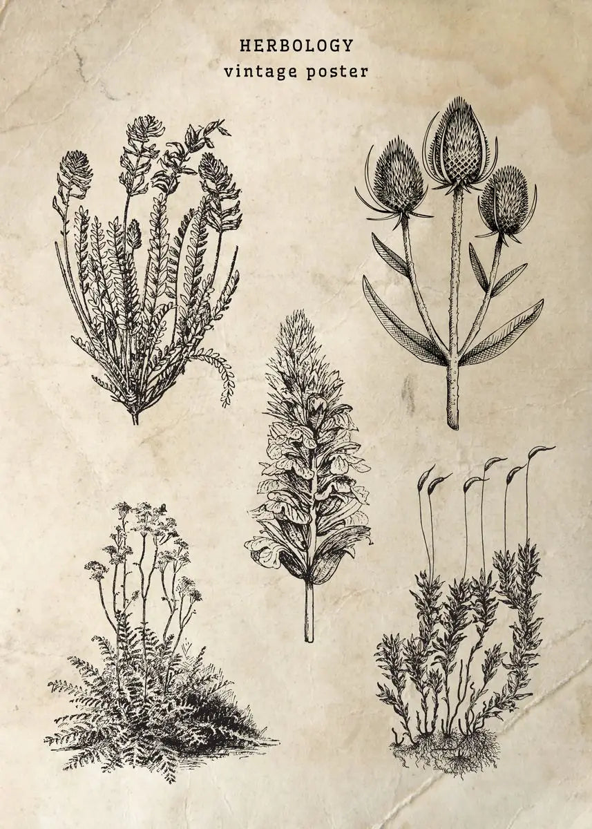 Vintage-style herbology poster with black line drawings of plants on a beige background.