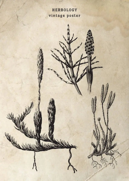 Vintage-style herbology poster with illustrations of plants on a textured beige background.