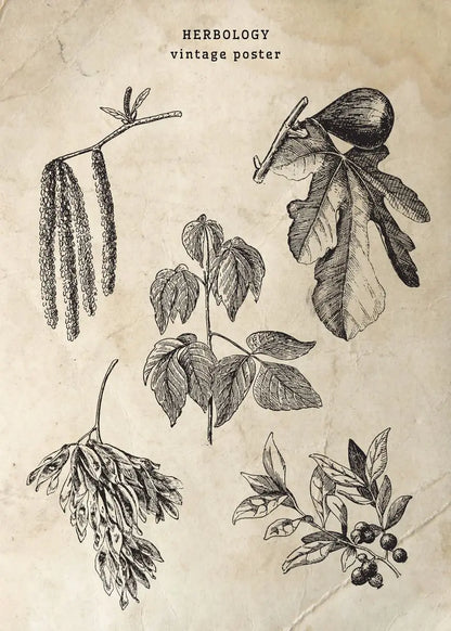 Vintage-style herbology poster with black and white botanical illustrations on a textured beige background.