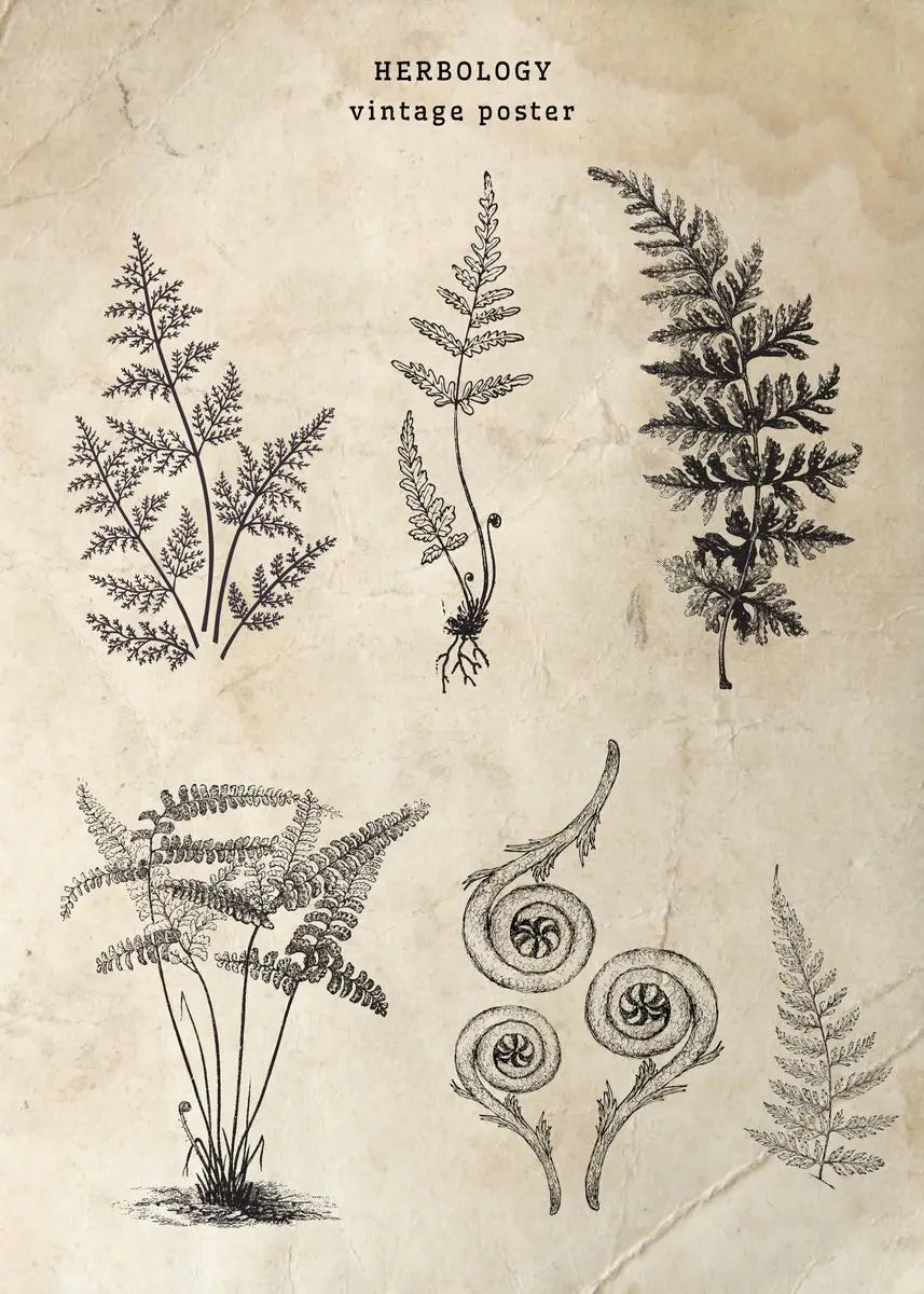 Vintage-style herbology poster with black line drawings of plants on a textured beige background.