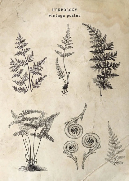 Vintage-style herbology poster with black line drawings of plants on a textured beige background.
