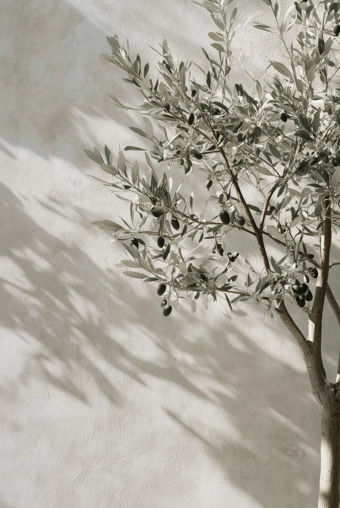 Mediterranean Mood Collection - Canvas & Curio