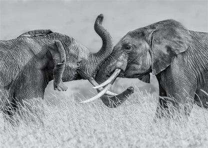 Monochrome Elephant Collection - Canvas & Curio