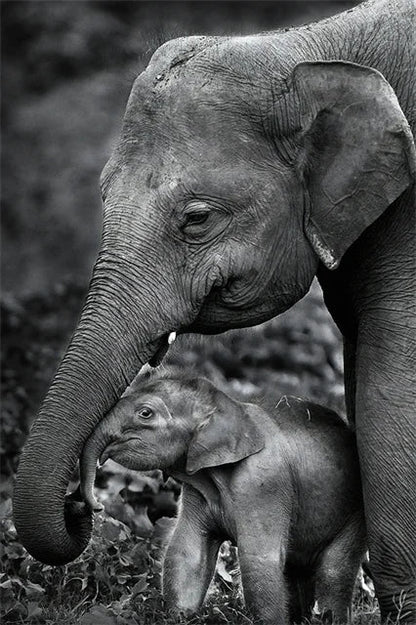 Monochrome Elephant Collection - Canvas & Curio