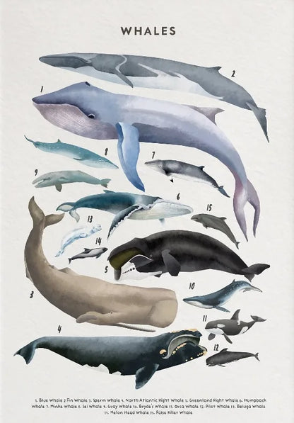 Nature Study Collection - Canvas & Curio