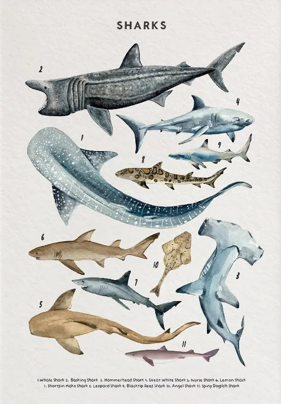 Nature Study Collection - Canvas & Curio