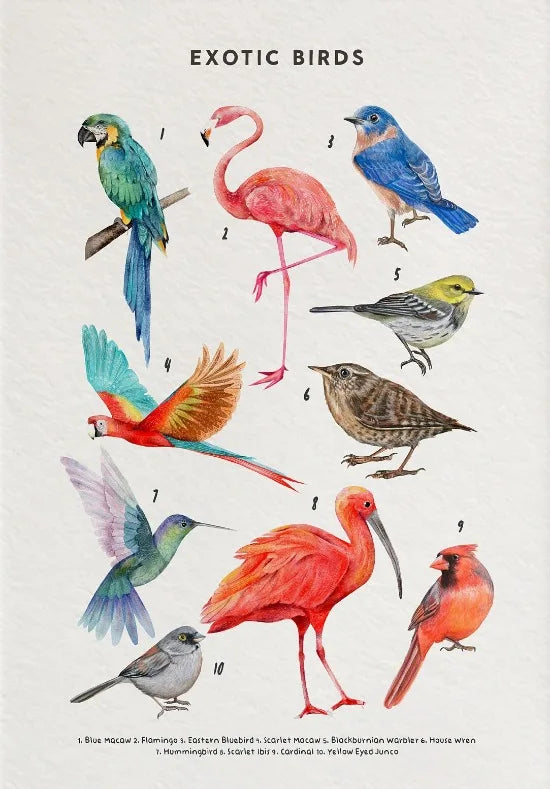 Nature Study Collection - Canvas & Curio