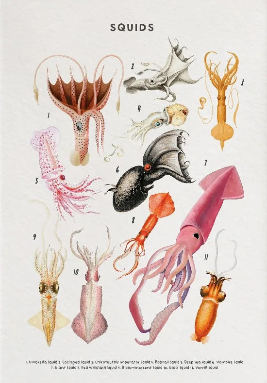 Nature Study Collection - Canvas & Curio