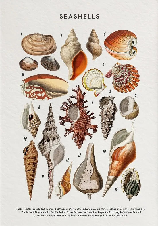 Nature Study Collection - Canvas & Curio