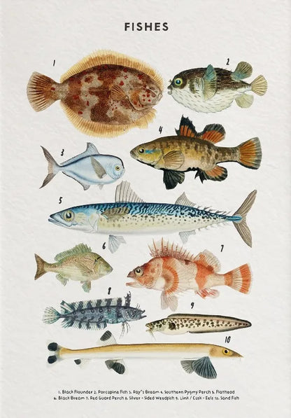 Nature Study Collection - Canvas & Curio