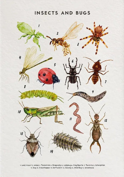 Nature Study Collection - Canvas & Curio
