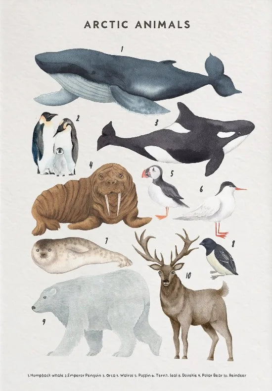 Nature Study Collection - Canvas & Curio