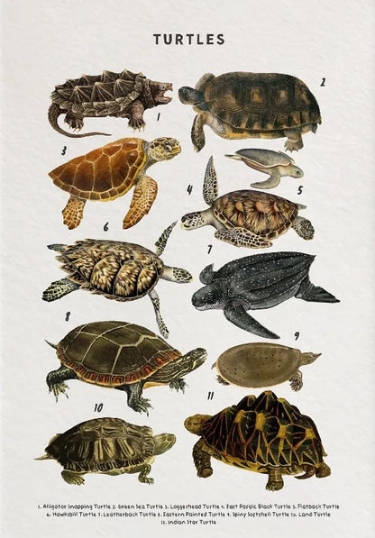Nature Study Collection - Canvas & Curio