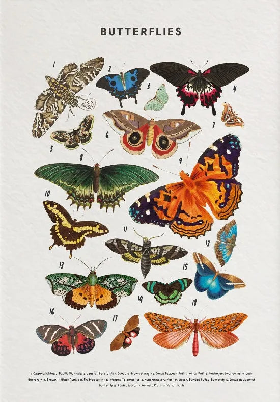 Nature Study Collection II - Canvas & Curio