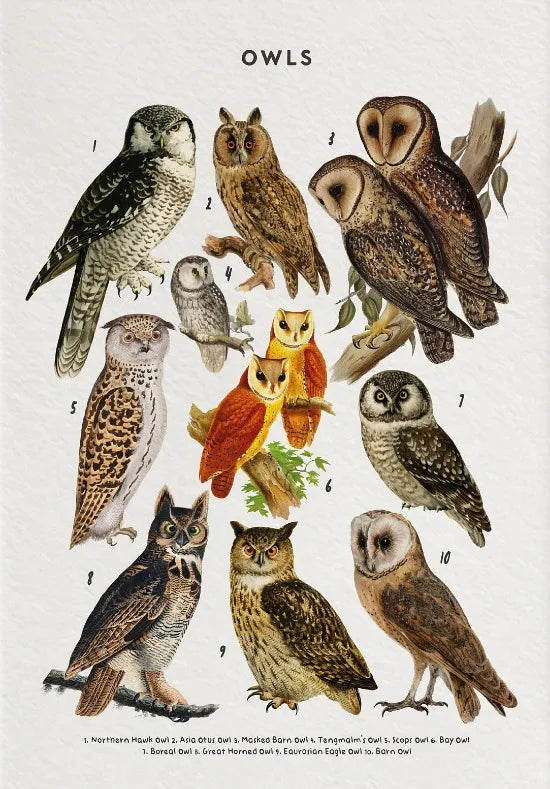 Nature Study Collection II - Canvas & Curio