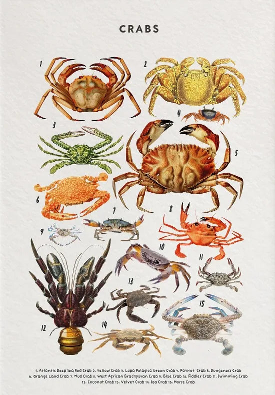 Nature Study Collection II - Canvas & Curio