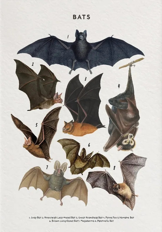 Nature Study Collection II - Canvas & Curio