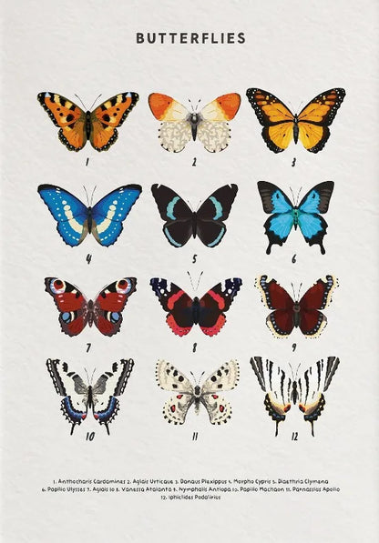 Nature Study Collection II - Canvas & Curio