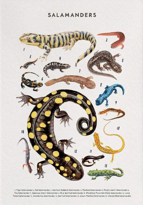 Nature Study Collection II - Canvas & Curio