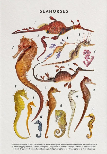 Nature Study Collection II - Canvas & Curio
