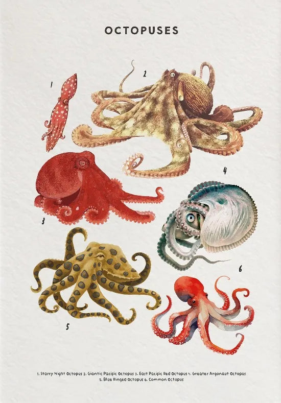 Nature Study Collection II - Canvas & Curio