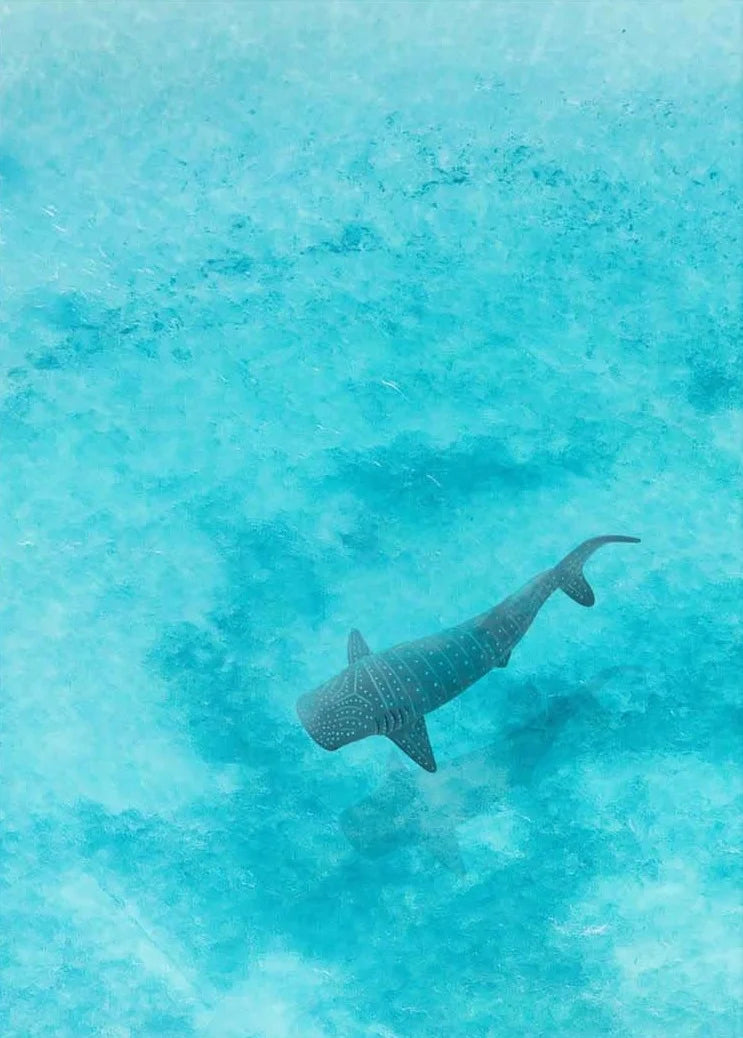 Shark swimming in clear blue water