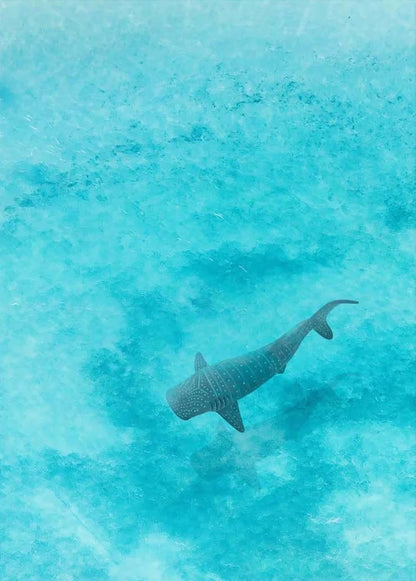 Shark swimming in clear blue water