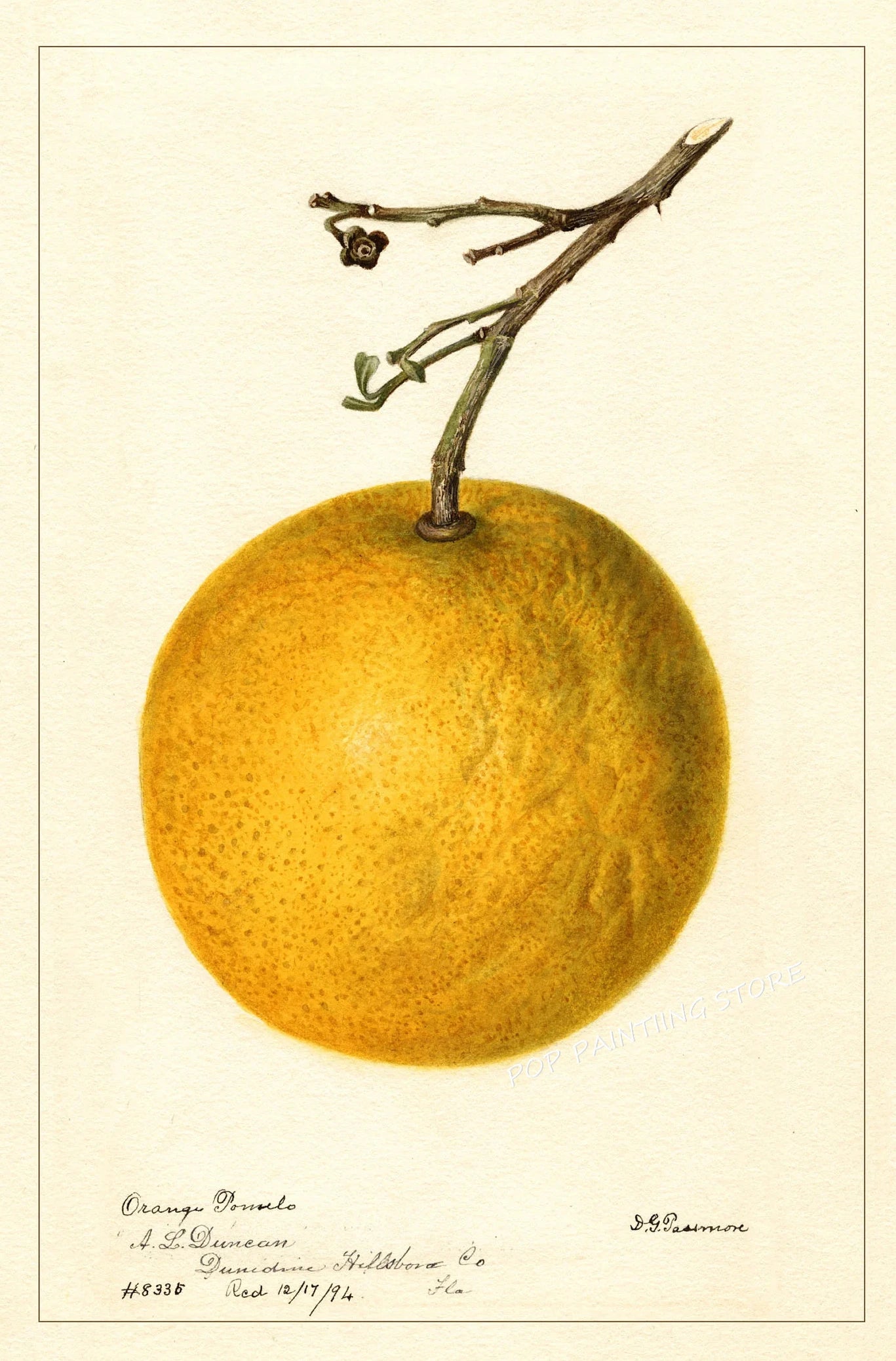 Retro Harvest Collection II - Canvas & Curio