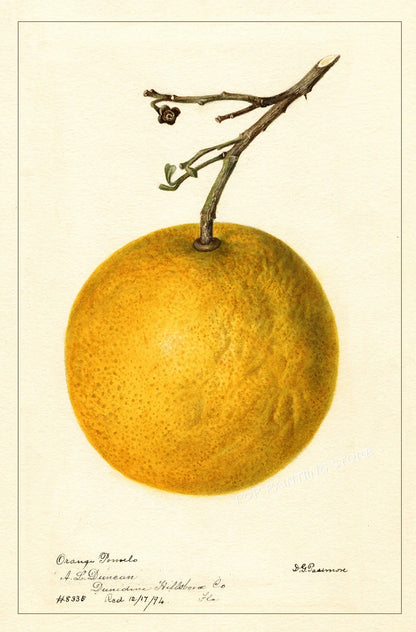 Retro Harvest Collection II - Canvas & Curio
