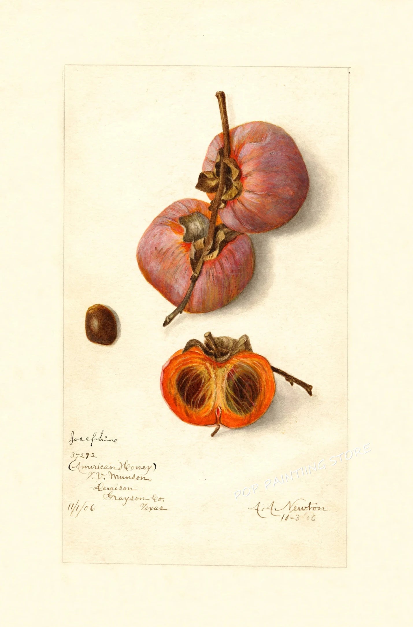 Retro Harvest Collection III - Canvas & Curio