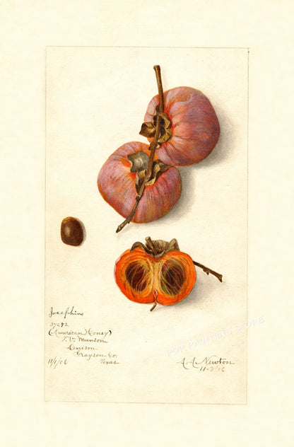 Retro Harvest Collection III - Canvas & Curio