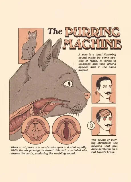 Illustration of a cat with anatomical diagrams and text about purring on a beige background.